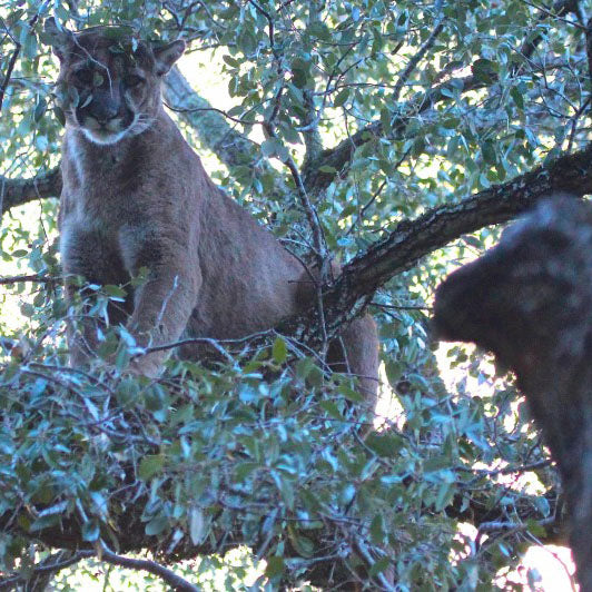 Tracking the Ghost Cat...