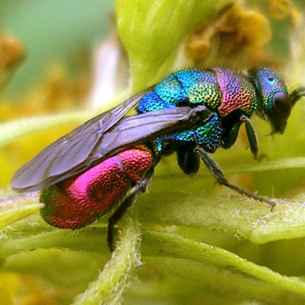 Pretty Pretty Parasite