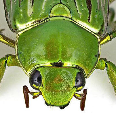 Crouching Predator, Hidden Scarab?