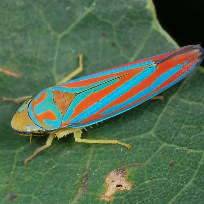 What's Bugs Got to do With It