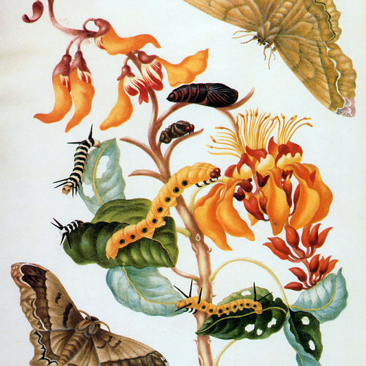 The New Butterfly