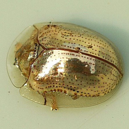 What's Small, Ladybug-like, and Golden All Over?