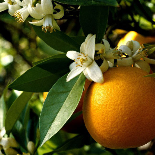 A Ladybug for Most Seasons