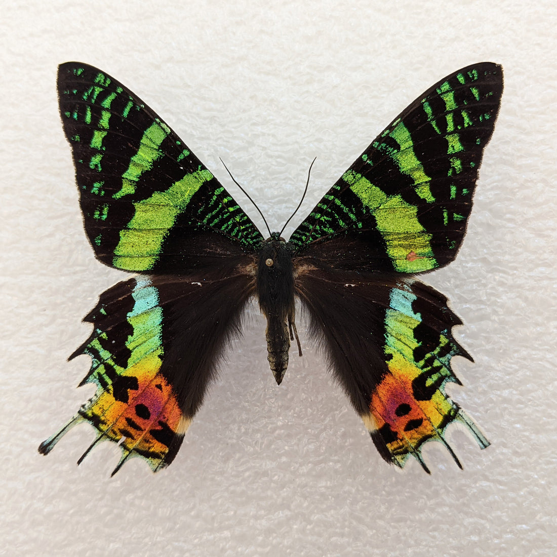 A Moth by Any Other Name