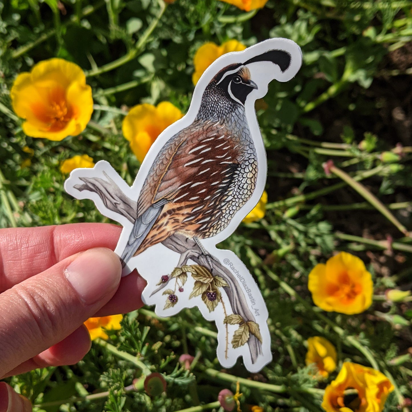 Mushroom & California Quail Stickers