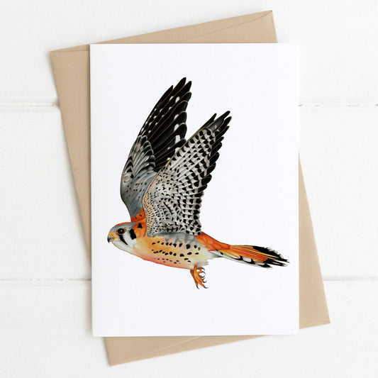 American kestrel greeting card