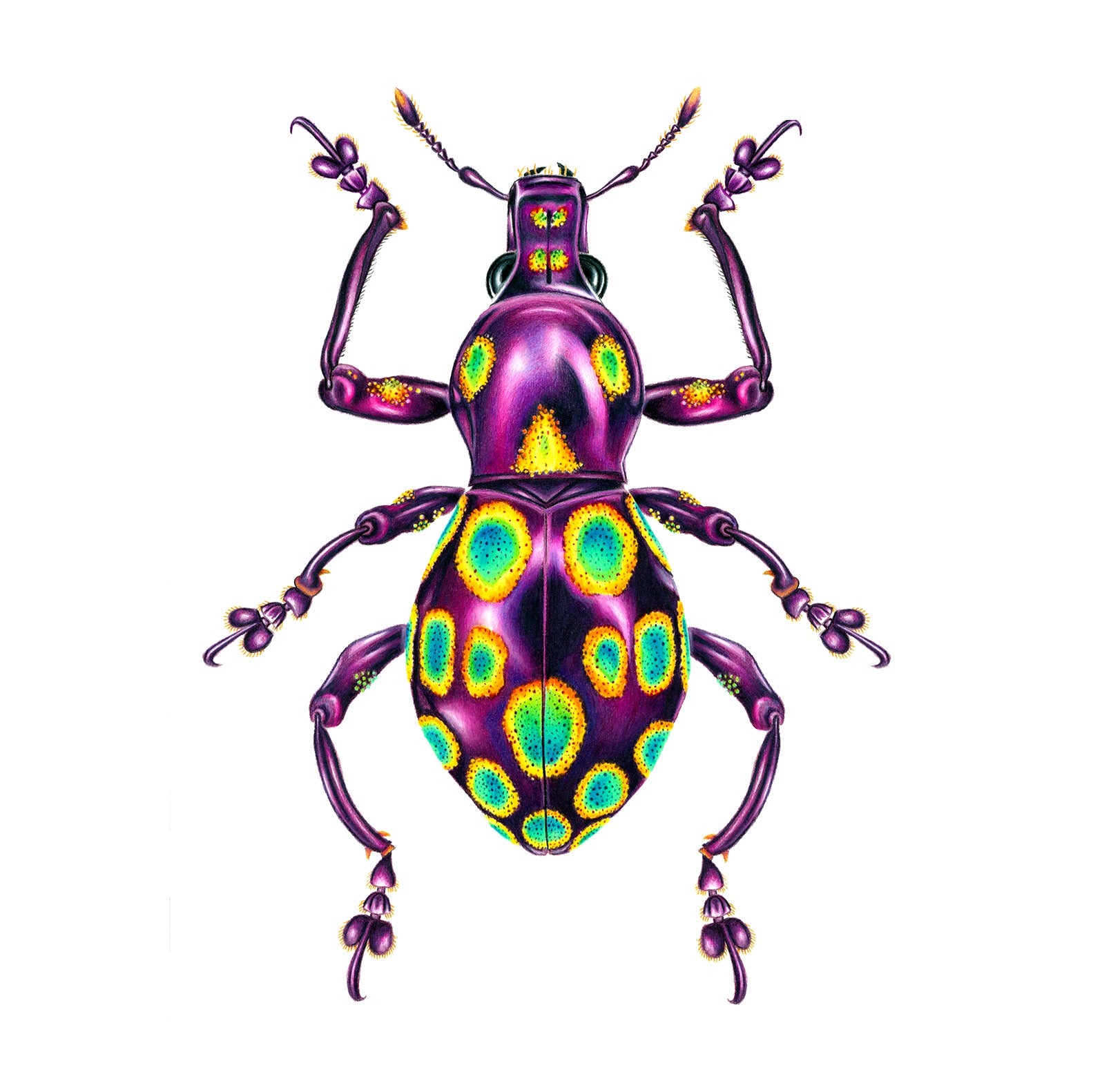 Weevil Print – Rachel Diaz-Bastin Art