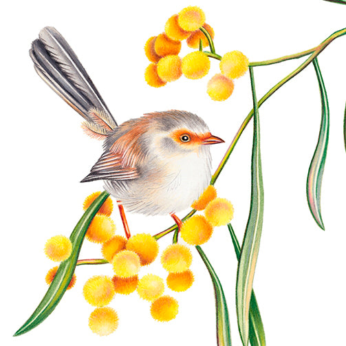 Hand drawn pencil art of superb fairywrens in a wattle tree by Rachel Diaz-Bastin. Prints available.