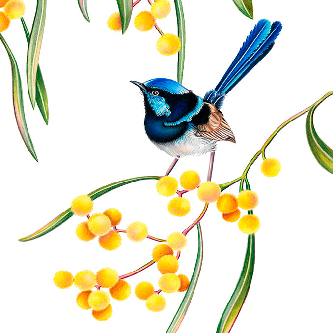Hand drawn pencil art of superb fairywrens in a wattle tree by Rachel Diaz-Bastin. Prints available.