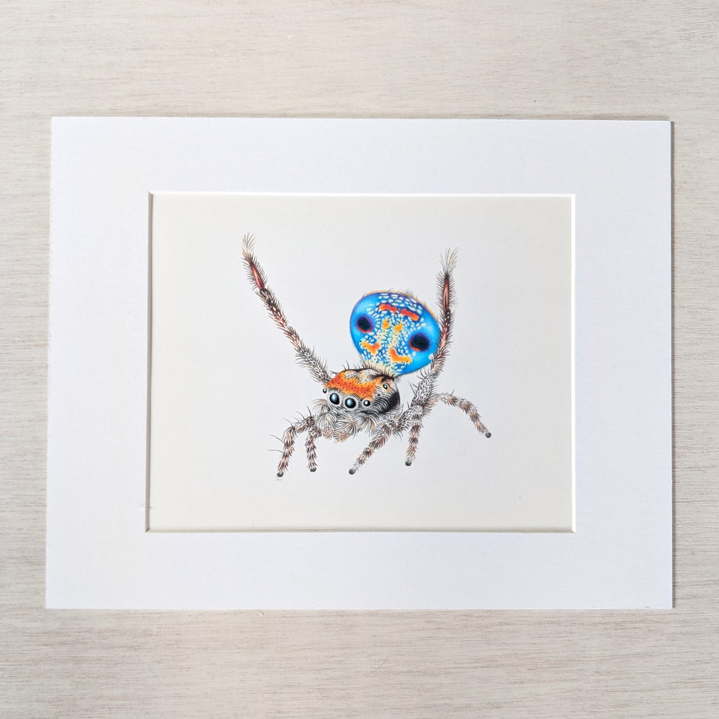 Amiable Peacock Spider Original Art
