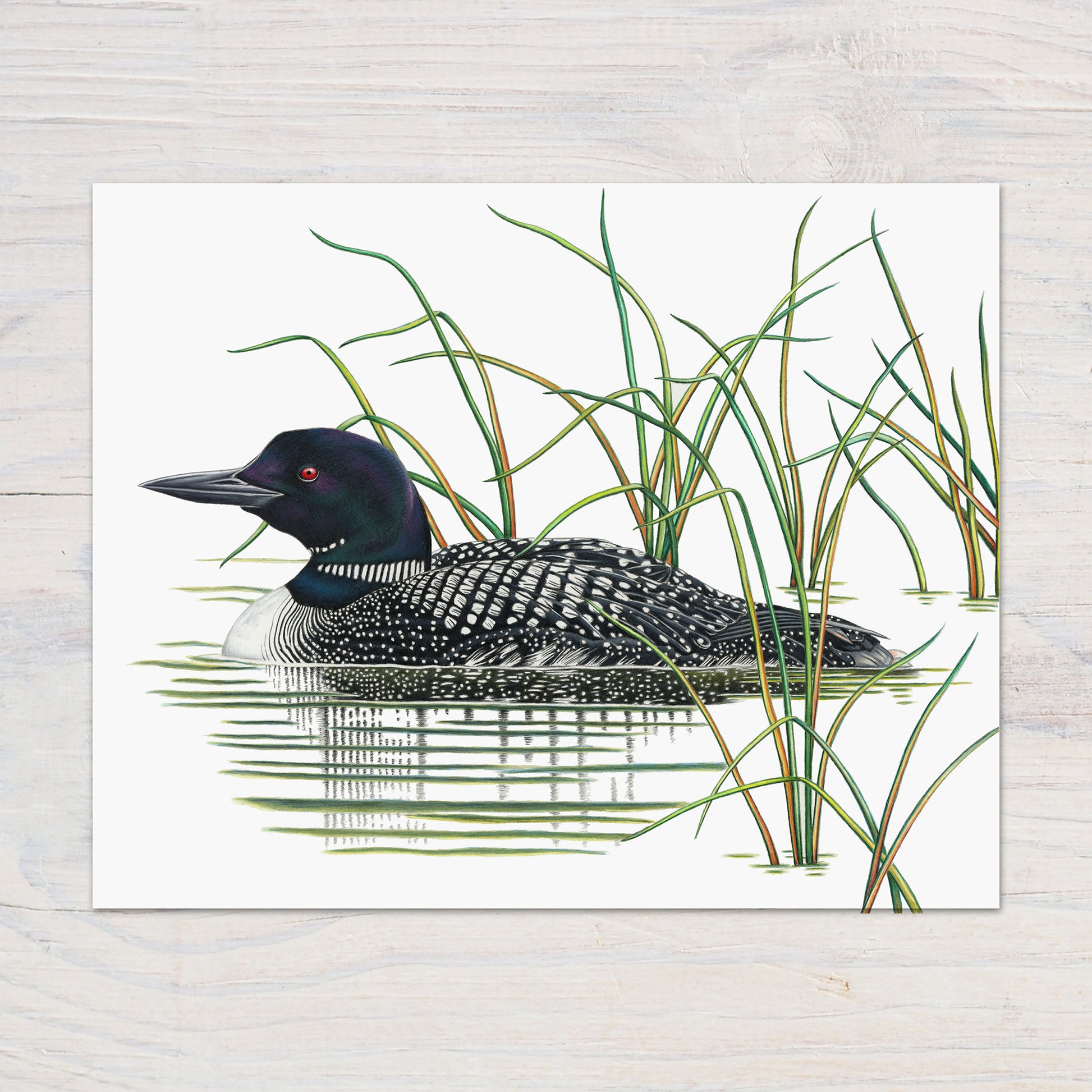 Hand drawn pencil art of a Common Loon by Rachel Diaz-Bastin. Prints available.