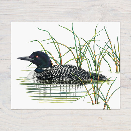 Hand drawn pencil art of a Common Loon by Rachel Diaz-Bastin. Prints available.