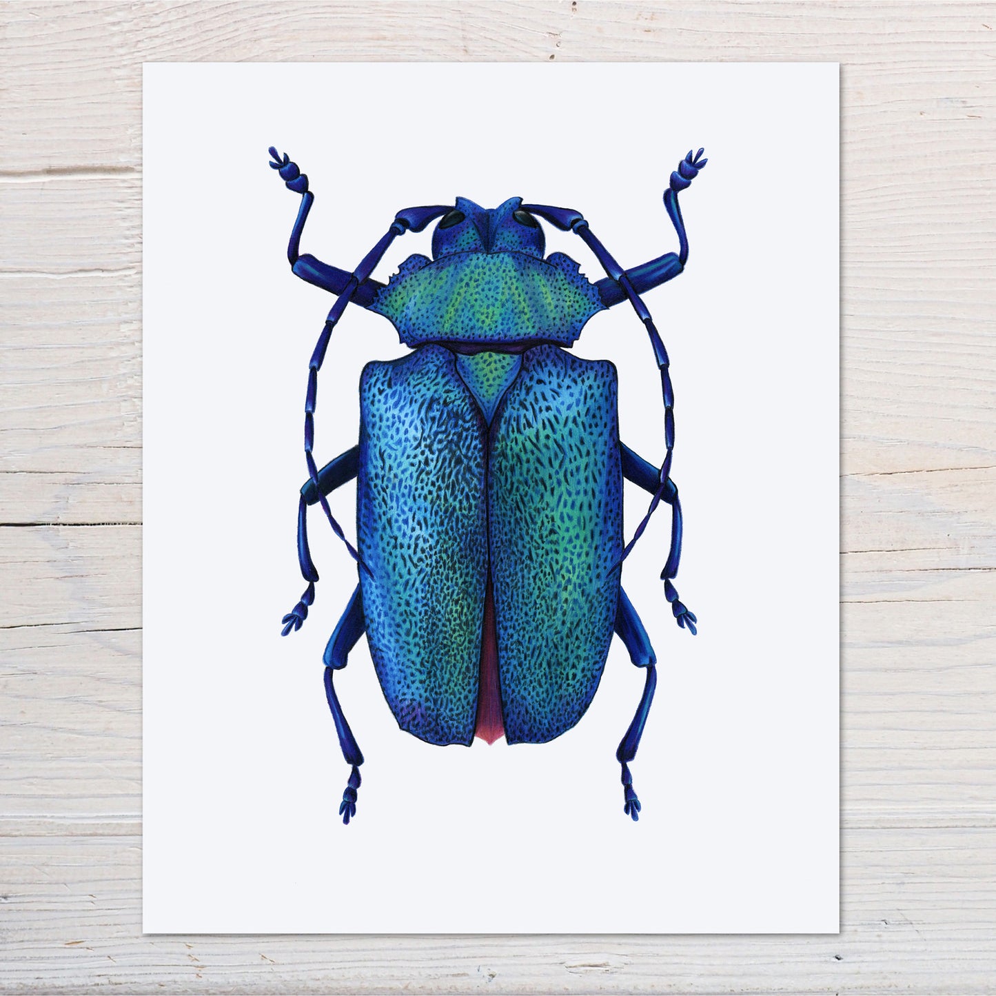 blue longhorn beetle print