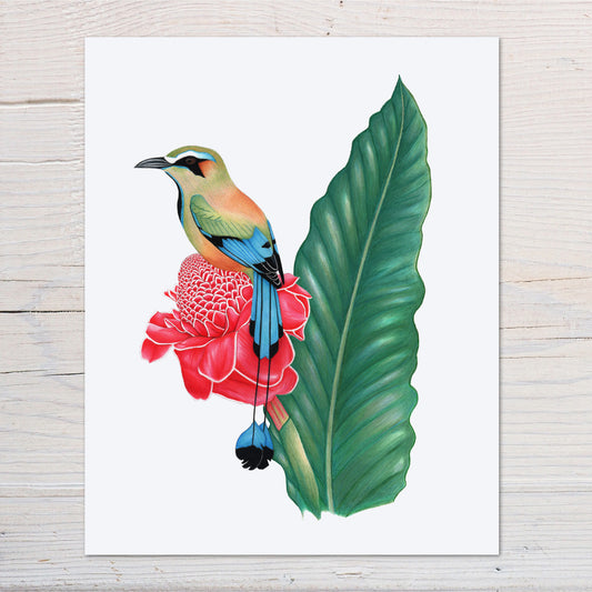 turquoise browed motmot print
