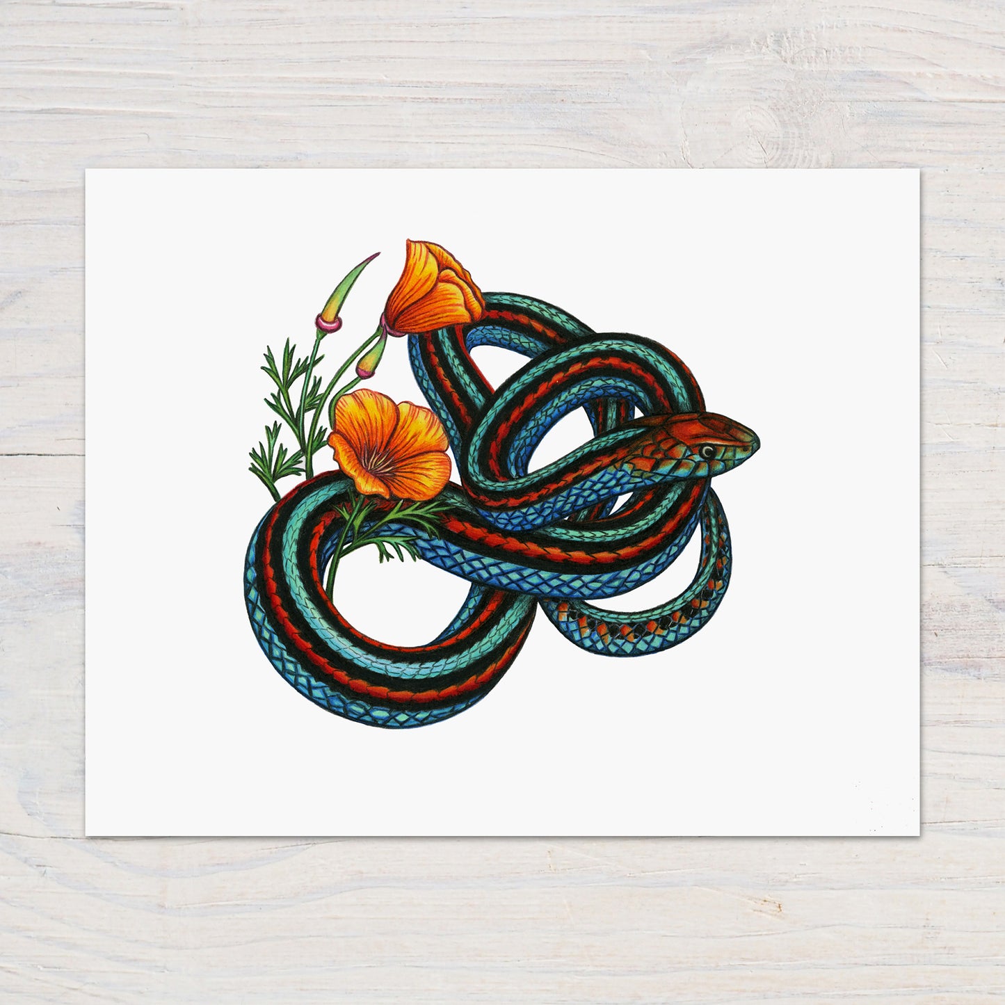 san francisco garter snake art print