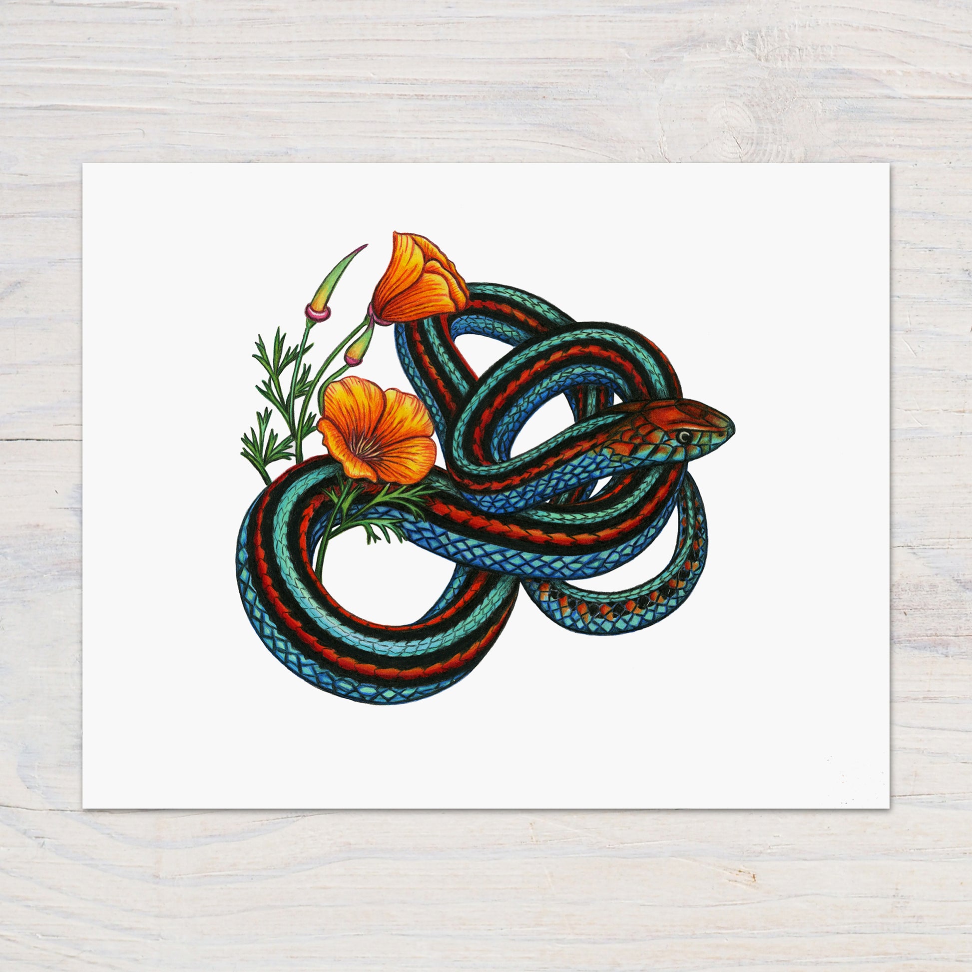 san francisco garter snake art print