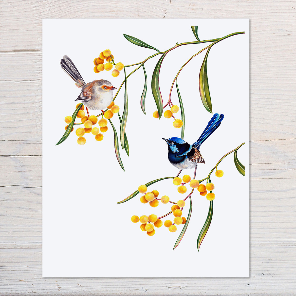 suberb fairywren art print