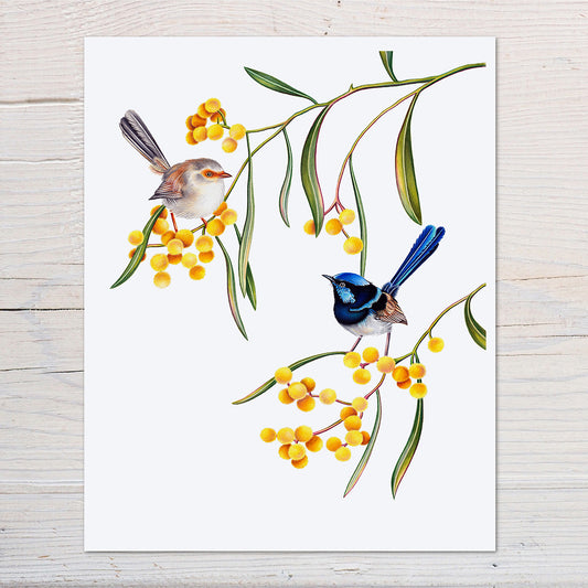 suberb fairywren art print