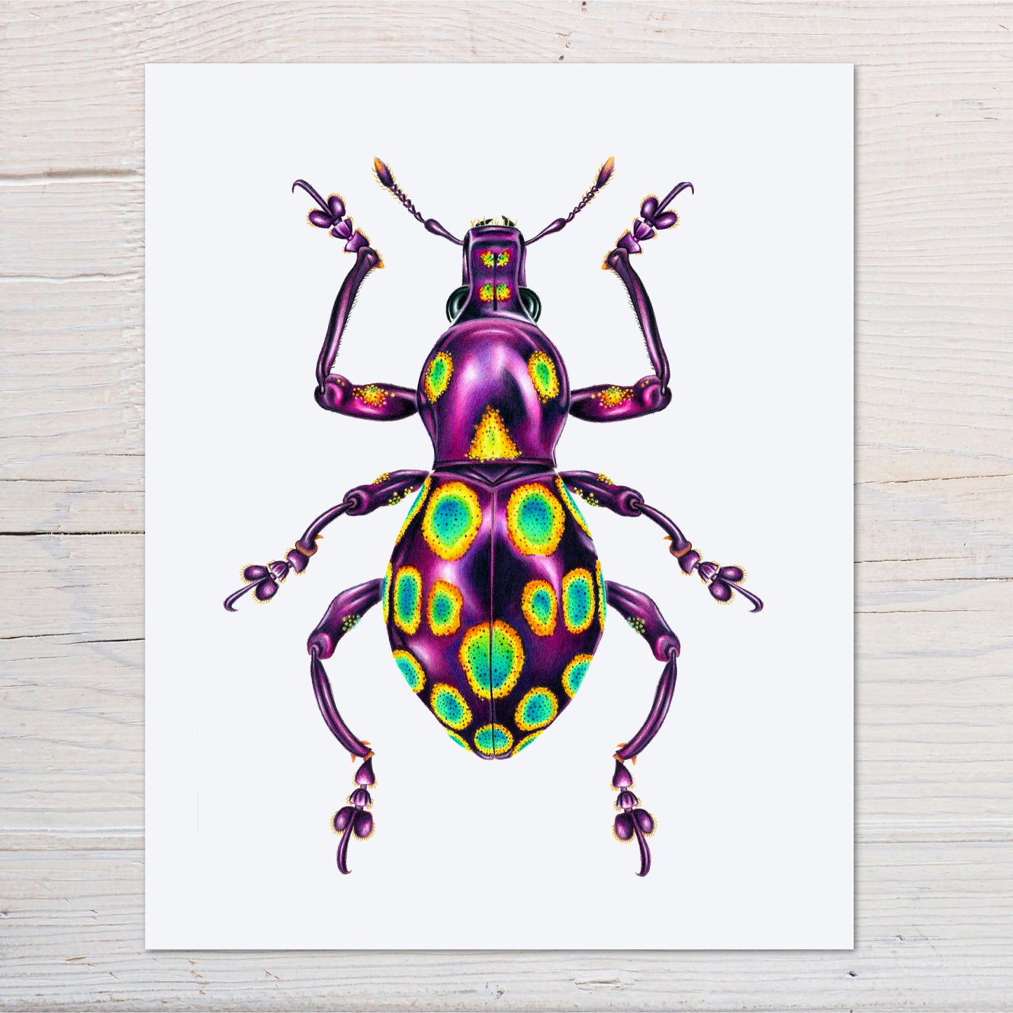 Pachyrhynchus gemmatus weevil art print