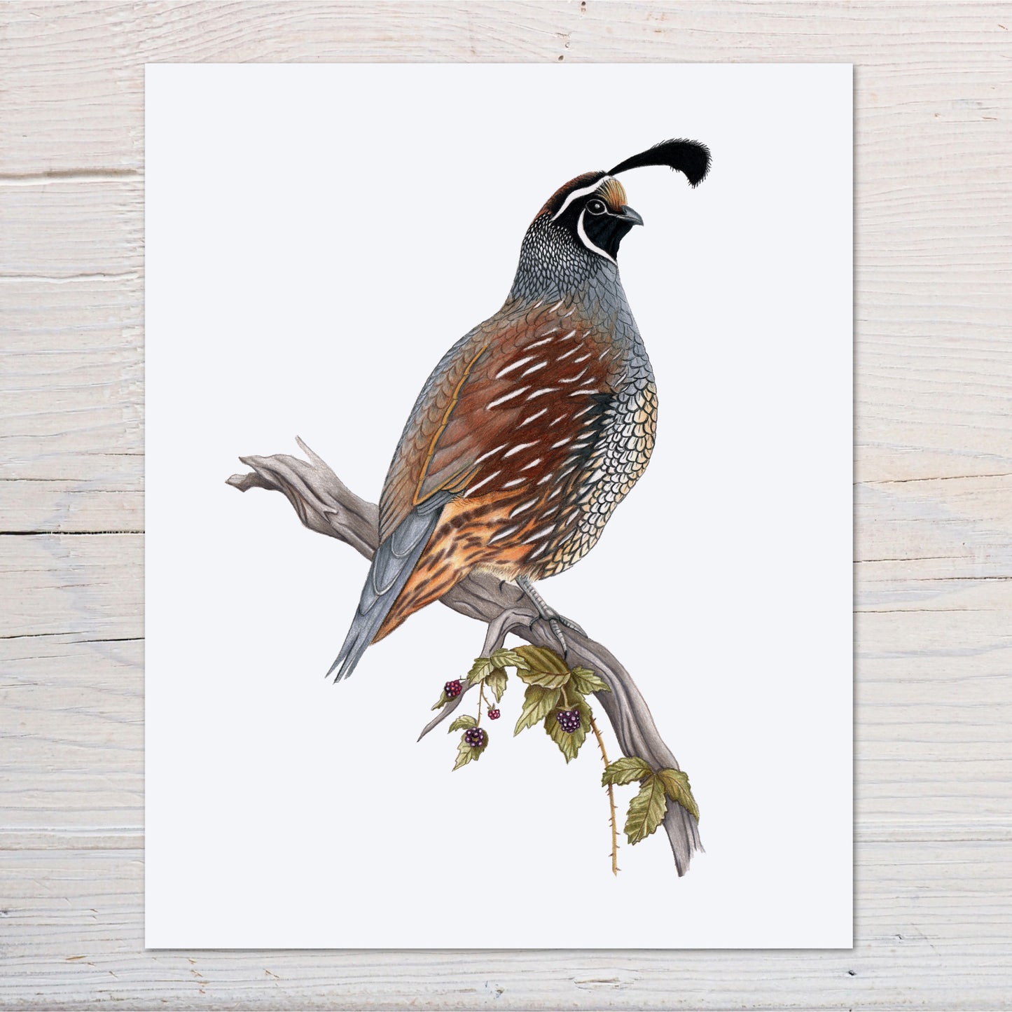 Hand drawn pencil art of a California Quail by Rachel Diaz-Bastin. Prints available.