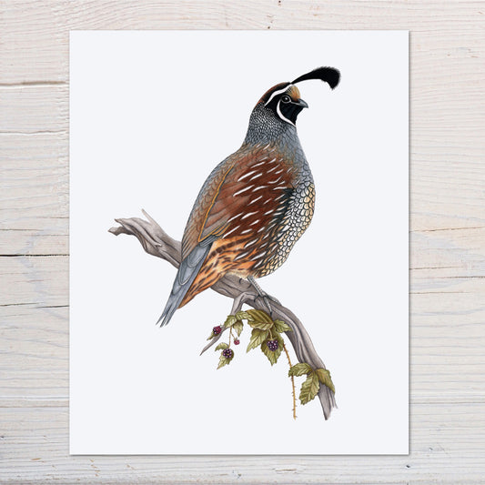 Hand drawn pencil art of a California Quail by Rachel Diaz-Bastin. Prints available.
