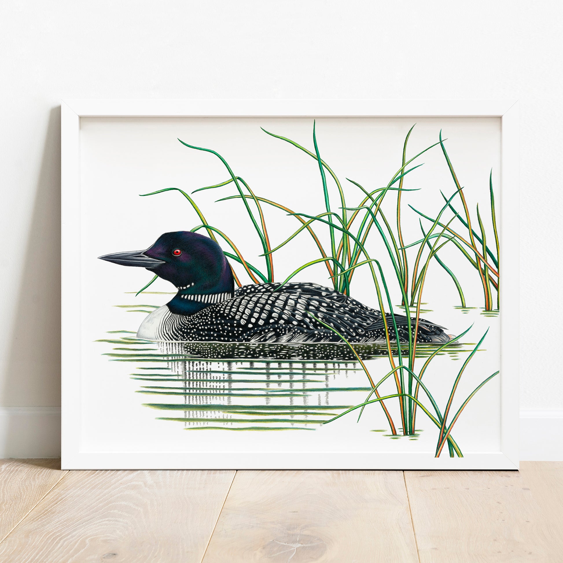 Hand drawn pencil art of a Common Loon by Rachel Diaz-Bastin. Prints available.
