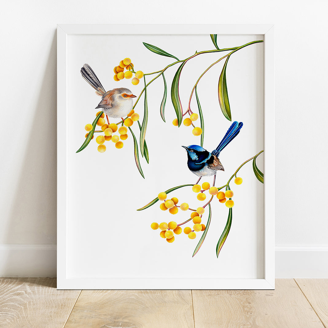Hand drawn pencil art of superb fairywrens in a wattle tree by Rachel Diaz-Bastin. Prints available.