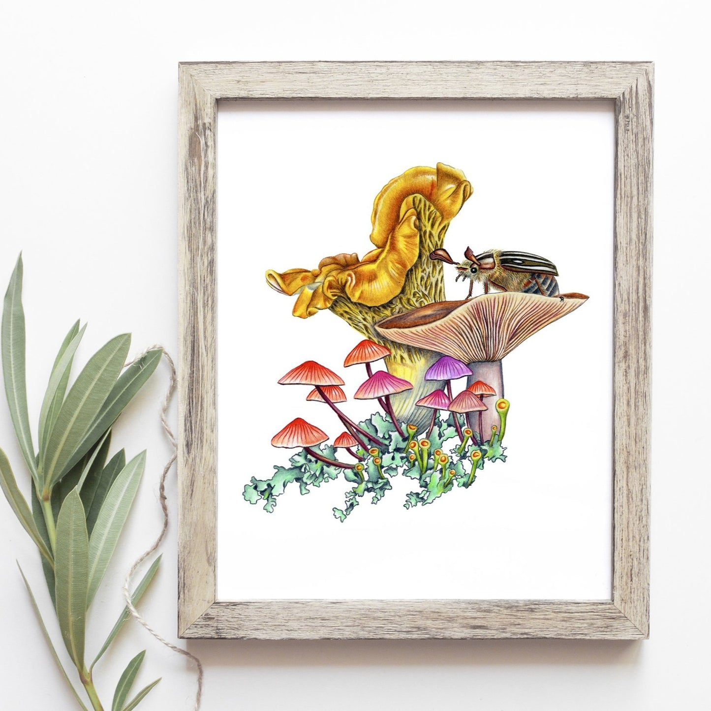 Hand drawn pencil art of mushrooms and June beetle by Rachel Diaz-Bastin. Prints available.