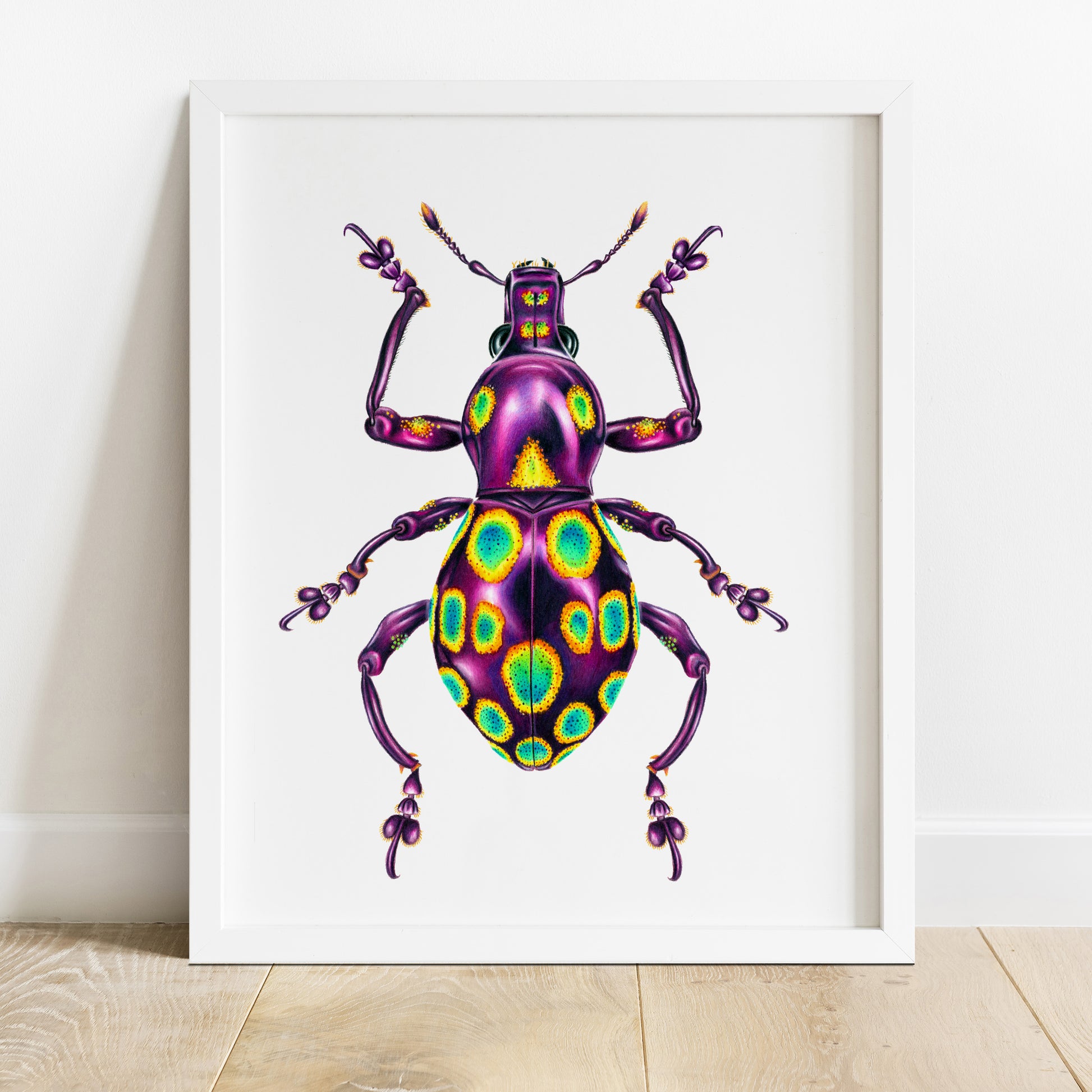 Pachyrhynchus gemmatus weevil art print