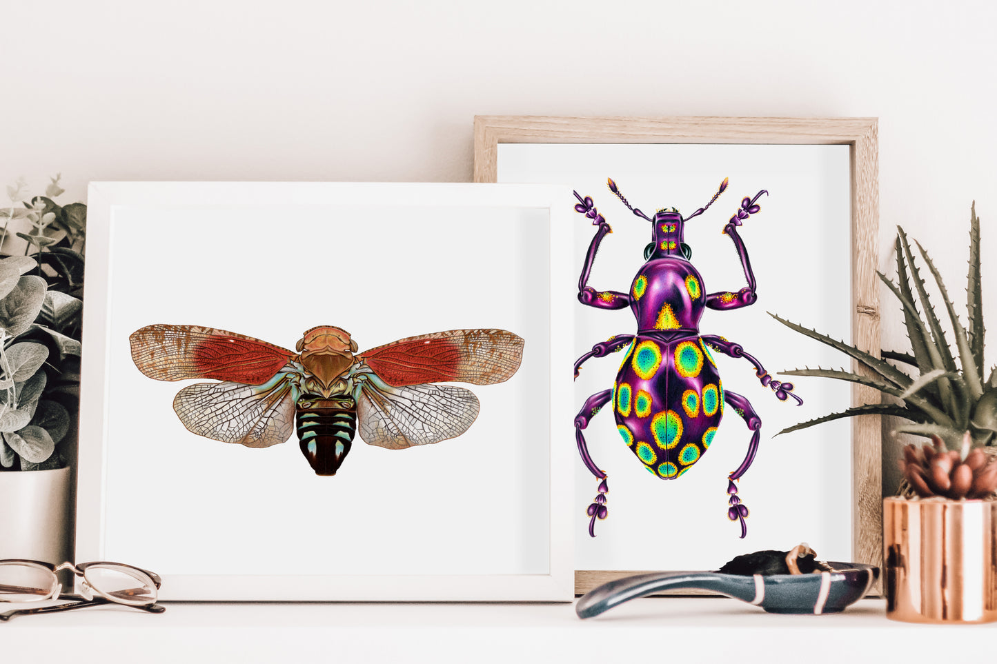 Hand drawn pencil art of a Pachyrhynchus gemmatus weevil and a planthopper by Rachel Diaz-Bastin. Prints available.