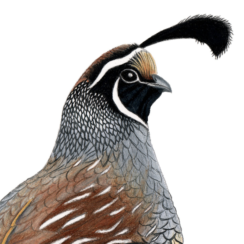 Hand drawn pencil art of a California Quail by Rachel Diaz-Bastin. Prints available.