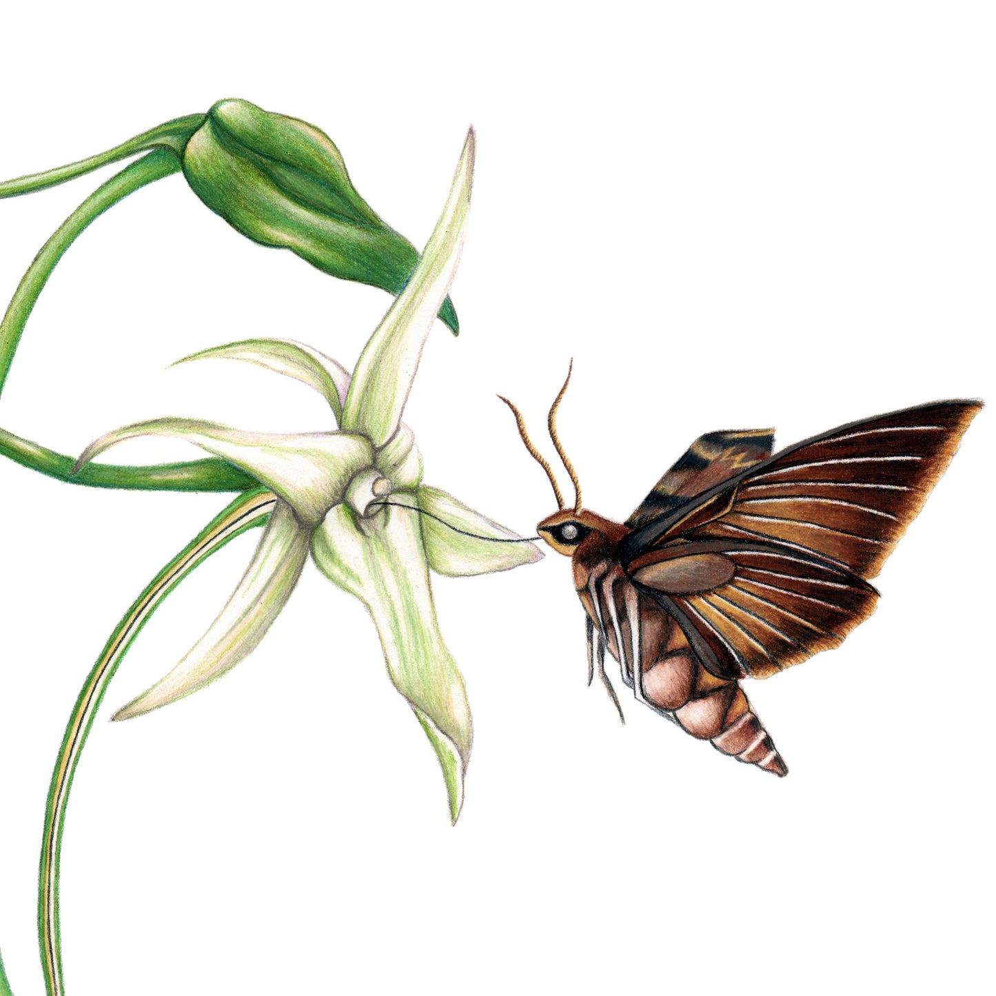 Hand drawn pencil art of Darwin's hawk moth with comet orchid by Rachel Diaz-Bastin. Prints available.