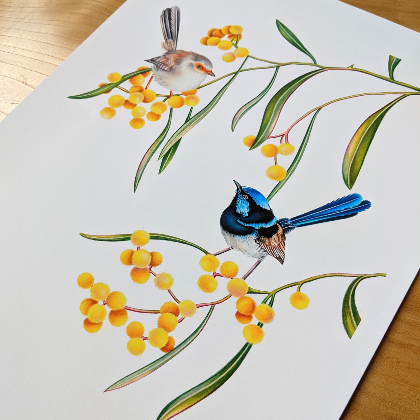 Hand drawn pencil art of superb fairywrens in a wattle tree by Rachel Diaz-Bastin. Prints available.