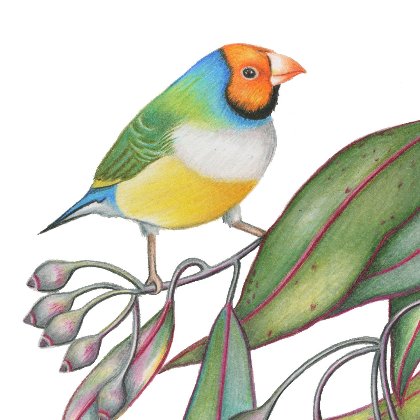 Hand drawn pencil art of Gouldian finches in a eucalyptus tree by Rachel Diaz-Bastin. Prints available.