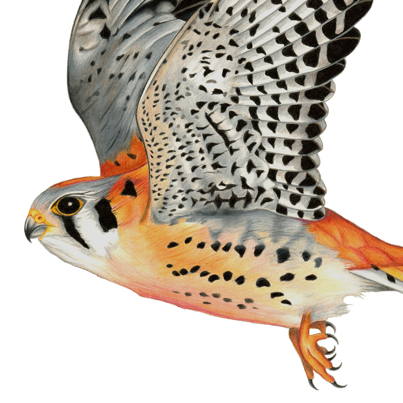 Hand drawn pencil art of kestrel in flight by Rachel Diaz-Bastin. Prints available.