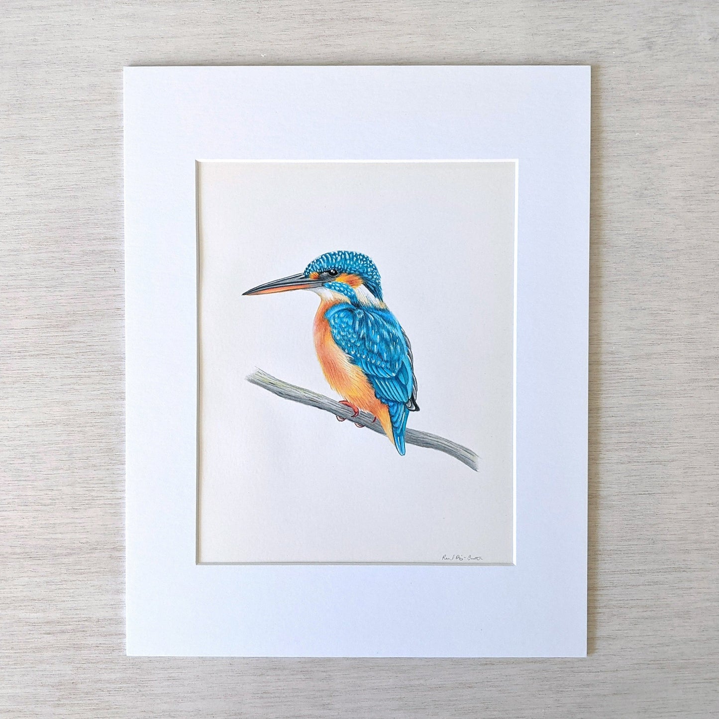 Original hand drawn pencil art of common kingfisher bird by Rachel Diaz-Bastin. Original artwork available.