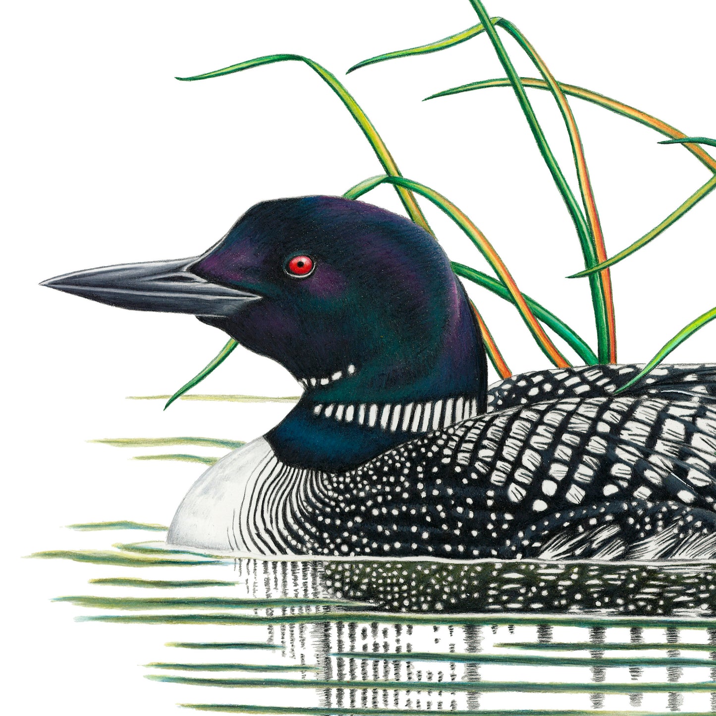 Hand drawn pencil art of a Common Loon by Rachel Diaz-Bastin. Prints available.