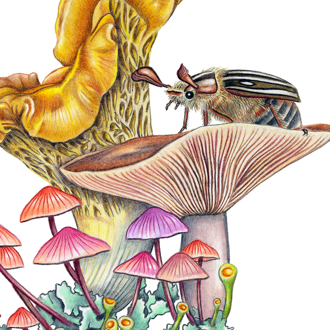 Hand drawn pencil art of mushrooms and June beetle by Rachel Diaz-Bastin. Prints available.