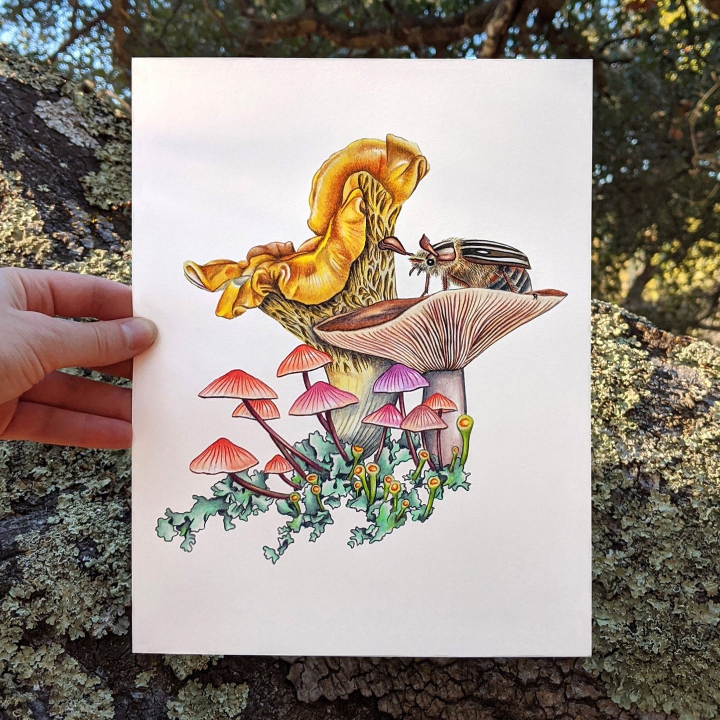 Hand drawn pencil art of mushrooms and June beetle by Rachel Diaz-Bastin. Prints available.