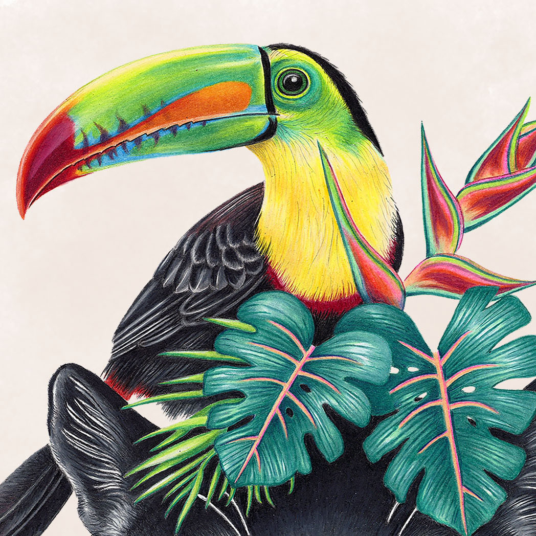 Hand drawn pencil art of black jaguar with toucan and tropical plants by Rachel Diaz-Bastin. Prints available.
