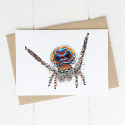 Peacock spider greeting card