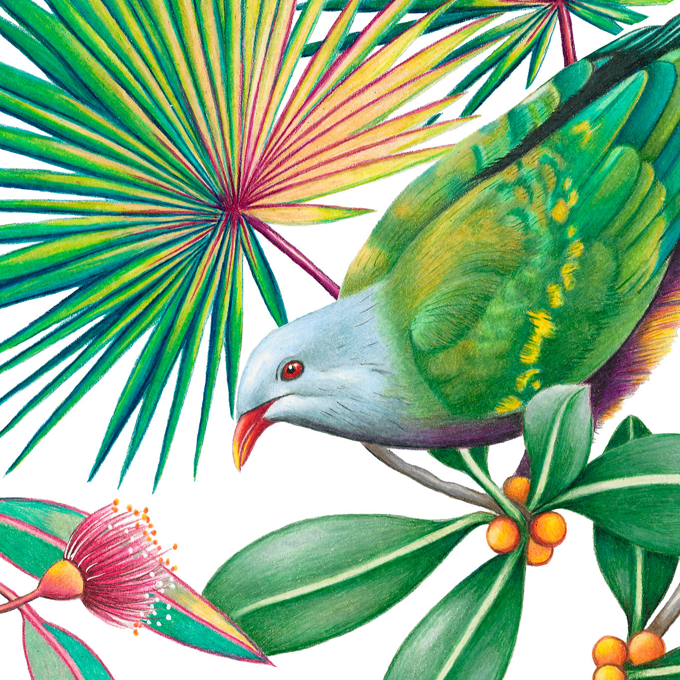 Hand drawn pencil art of wompoo fruit doves in eucalyptus tree by Rachel Diaz-Bastin. Prints available.