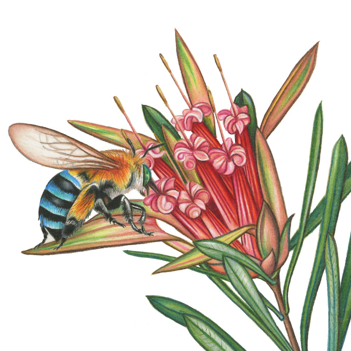 Blue-banded Bees: A Wonder from Down Under
