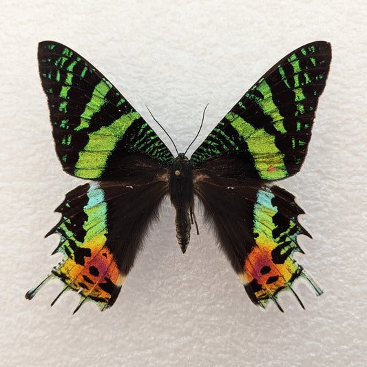 A Moth by Any Other Name