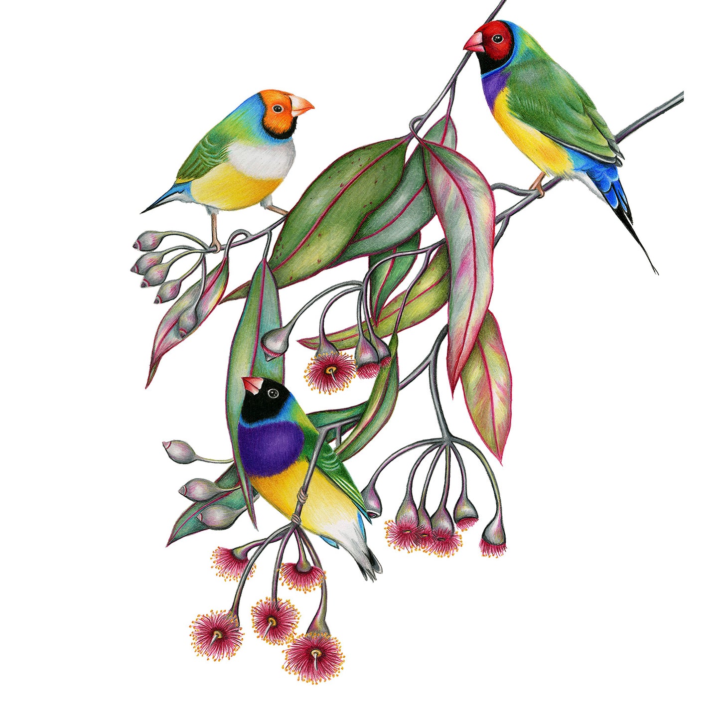 Gouldian Finch Print