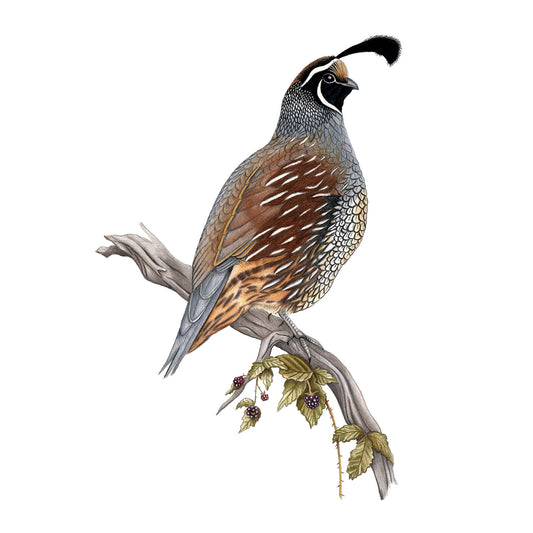California Quail Print