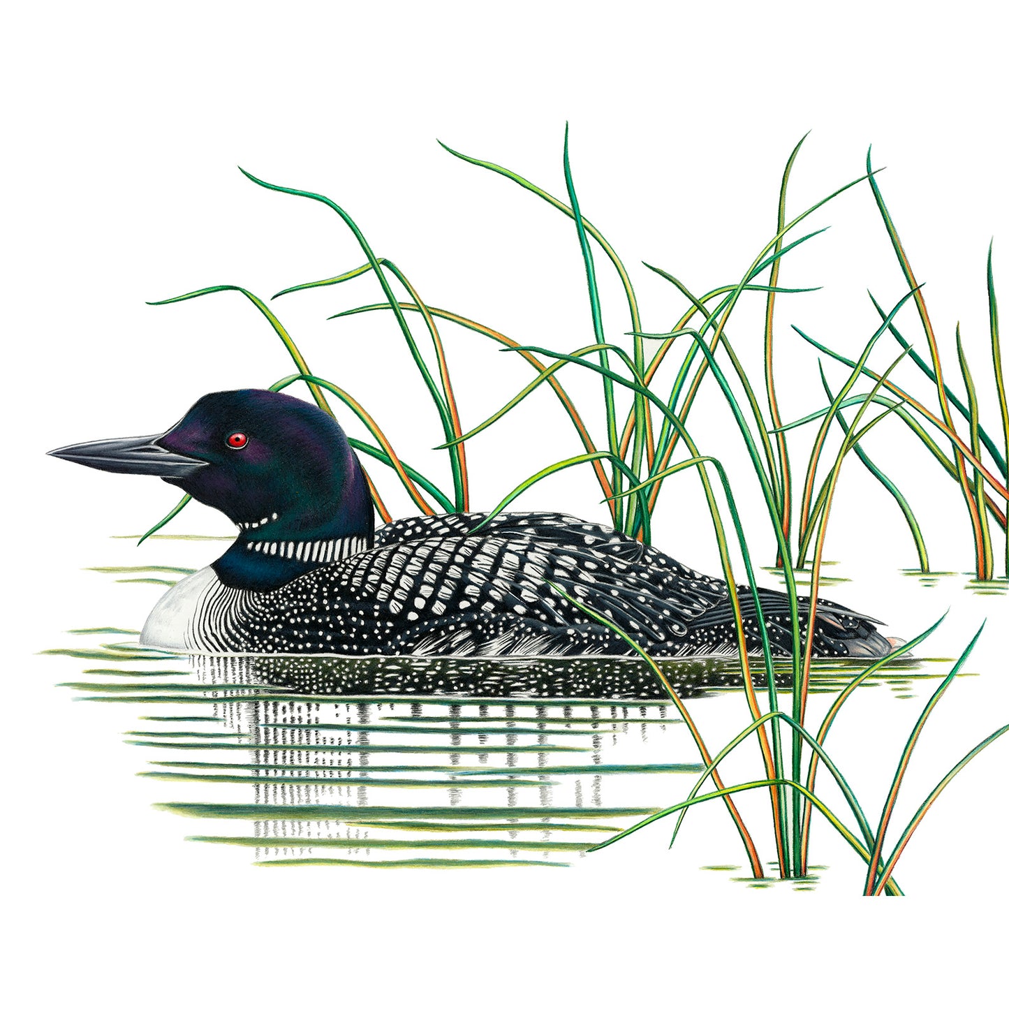Common Loon Print