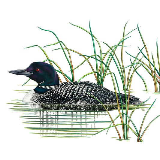 Common Loon Print