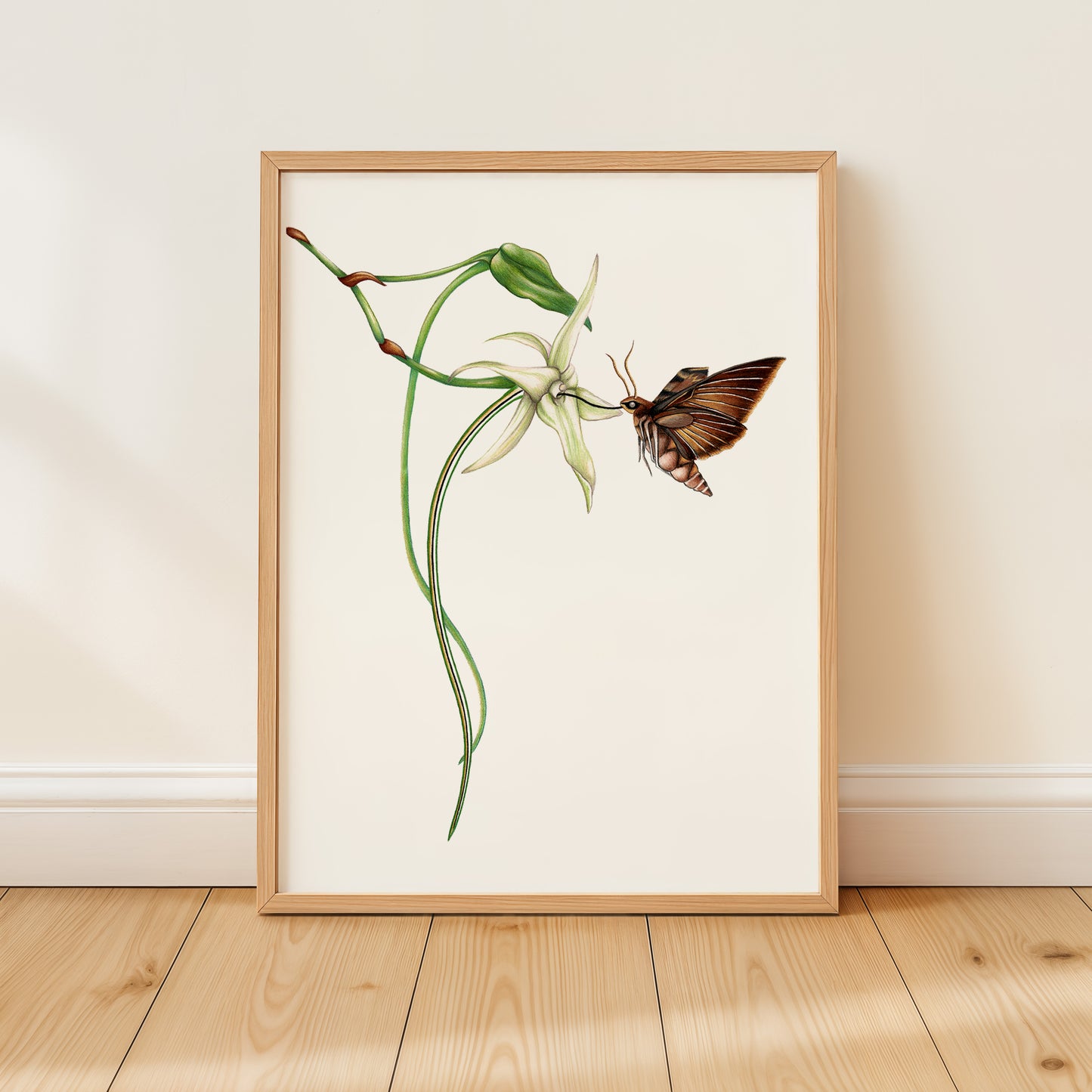 Darwin's Hawk Moth Print