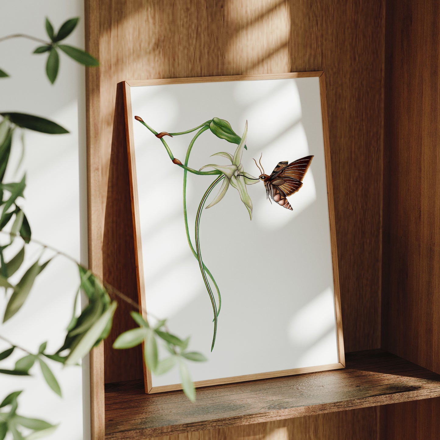 Darwin's Hawk Moth Print